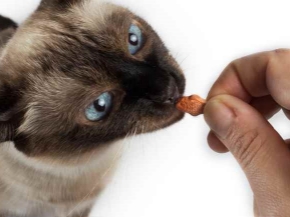 Picture for category Supplements